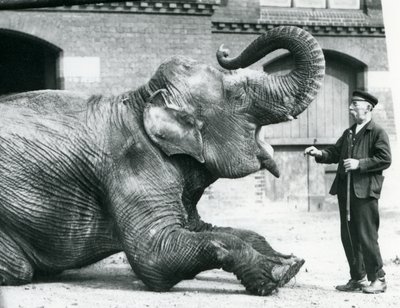 1914年4月、ロンドン動物園の飼育係のチャールズエイルズに歯を見せるために、メスのインドゾウ「サファカリ」（ブラックローズ）が横になって体幹を起こします。 作： Frederick William Bond